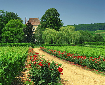 Roses and vines in vineyard near Beaune, Cotes de Beaune, Burgundy, France, Europe