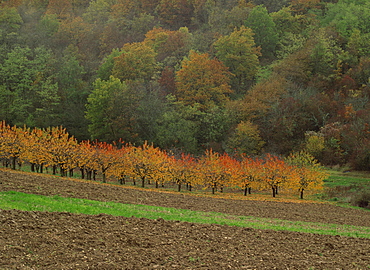 Agricultural landscape of fields and trees in autumn near Irancy in Burgundy, France, Europe