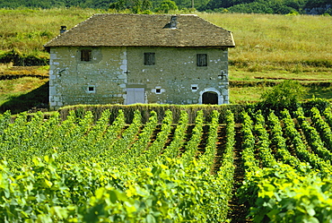 Vineyards and farm house near Jonjieux in Savoie in the Rhone Alpes, France 