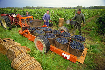 Tractor trailer loaded with black grapes, men and women grape pickers in vineyard, St. Joseph vineyards, Ardeche, Rhone Alpes, France, Europe