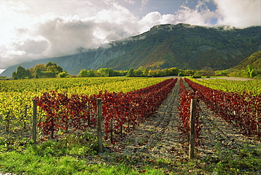 Vineyards near St. Ismier, near Chambery, Savoie, Rhone Alpes, France, Europe