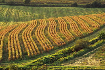 Maize fields near Geaune, Landes, Aquitaine, France, Europe