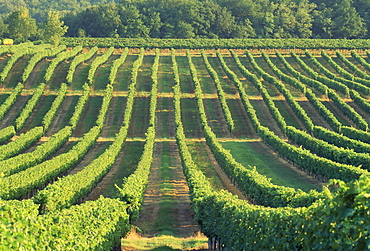 Vineyard near Monbazillac, Dordogne, Aquitaine, France, Europe