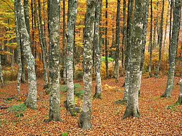 Grey mottled trunks of trees in woods in autumn, on Mont Aiguiol, Languedoc Roussillon, France, Europe