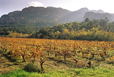 Vineyards near Roquebrun sur Argens, Var, Provence, France, Europe