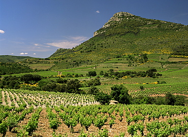 Vineyards near Pezenas, Herault, Languedoc-Roussillon, France, Europe