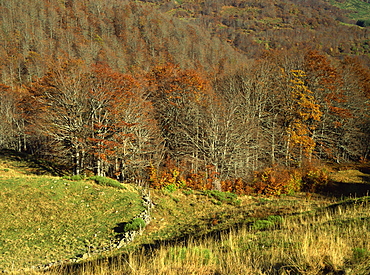 Landscape of woods in the autumn, near Salers, Cantal, in the Auvergne, France, Europe