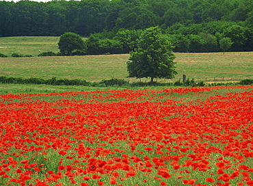 A field of red poppies in an agricultural landscape near Sancerre, Cher, Loire Centre, France, Europe