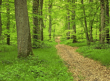 Forest of Chambord, Loir et Cher, Loire Centre, France, Europe