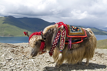 Decorated yak, Turquoise Lake, Tibet, China, Asia