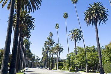 Beverly Drive, Beverly Hills, California, United States of America, North America