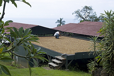 Kona coffee beans drying in the sun, Greenwell Coffee Plantation, Kona, Island of Hawaii (Big Island), Hawaii, United States of America, North America