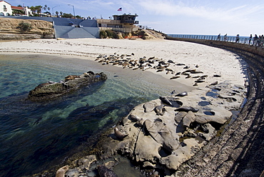 Child's Beach with harbor seals, La Jolla, near San Diego, California, United States of America, North America