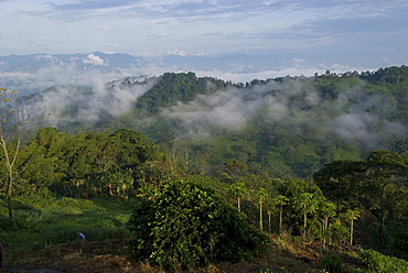 El Caney Plantation and view over coffee crops towards the Andes Mountains, near Manizales, Colombia, South America