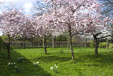 Blossom, Regent's Park, London, England, United Kingdom, Europe