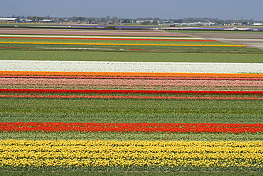 Fields of flowers growing near Keukenhof Gardens, near Leiden, Netherlands, Europe