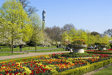 Spring display of tulips, Regent's Park, London, England, United Kingdom, Europe