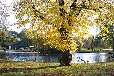 Autumn colours near the boat house, Regent's Park, London NW1, England, United Kingdom, Europe