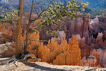 Bryce Canyon National Park, Utah, United States of America, North America