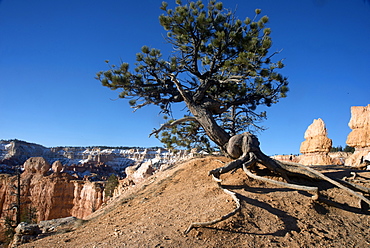 Bryce Canyon National Park, Utah, United States of America, North America