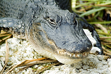 Alligator, Everglades National Park, Florida, United States of America, North America