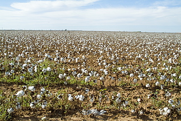 Cotton, Texas, United States of America, North America