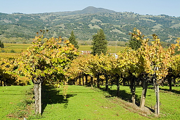 Vineyard, Sonoma County, California, United States of America, North America