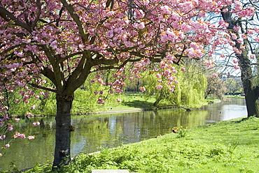 Blossom, Regents Park, London, England, United Kingdom, Europe