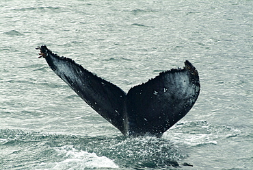 Humpback whales, Husavik, the whale capital of Europe, Iceland, Polar Regions