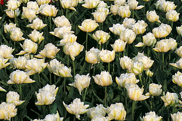 Snowball tulip, Keukenhof, Lisse, The Netherlands (Holland), Europe