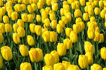 Close-up of yellow tulips in bulbfield, Lisse, The Netherlands (Holland), Europe