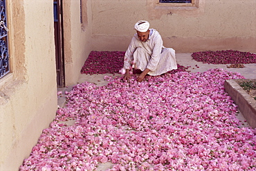 Roses drying in buyer's house, Roses Valley, southern area, Morocco, North Africa, Africa