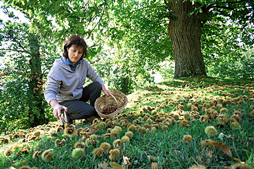 Woman collecting sweet chesnuts, Tuscany, Italy, Europe