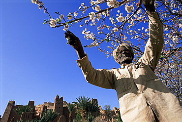 Elderly man beneath almond tree, Ait-Benhaddou, Morocco, North Africa, Africa