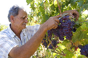 Wine maker cutting grapes, Dafnes, in the mountains above Heraklion, Crete, Greek Islands, Greece, Europe