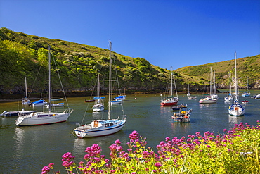 Solva Harbour, Pembrokeshire, Wales, United Kingdom, Europe