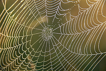 Early morning dew on spider's web, Derbyshire, England, United Kingdom, Europe