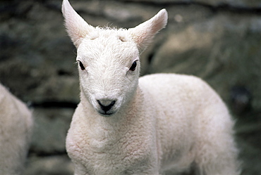 Lamb, near Broadford, Isle of Skye, Highland region, Scotland, United Kingdom, Europe