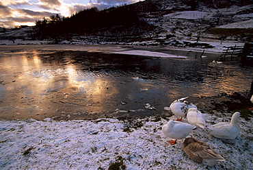 Ducks by frozen Watendlath Tarn, Lake Distrit National Park, Cumbria, England, United Kingdom, Europe