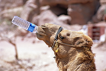 Camel drinking, Jordan, Petra 