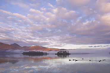 Canada geese, Derwent Water, Lake District National Park, Cumbria, England, United Kingdom, Europe