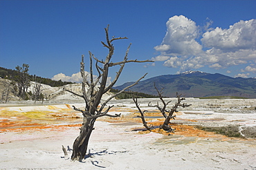 Dead tree trunks, Canary Spring, top Main Terrace, Mammoth Hot Springs, Yellowstone National Park, UNESCO World Heritage Site, Wyoming, United States of America, North America