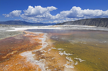 Dead tree trunks, Canary Spring, top Main Terrace, Mammoth Hot Springs, Yellowstone National Park, UNESCO World Heritage Site, Wyoming, United States of America, North America