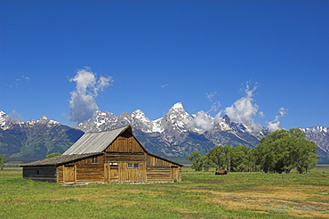 Mormon Row Barn and a bison off Antelope Flats Road, Jackson Hole, Grand Teton National Park, Wyoming, United States of America, North America