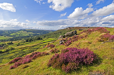 Heather moorland, Baslow Edge near Curbar, Peak District National Park, Derbyshire, England, United Kingdom, Europe