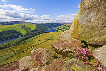 Heather moorland above Ladybower Reservoir, Whinstone Lee Tor, Derwent Edge, Peak District National Park, Derbyshire, England, United Kingdom, Europe