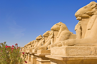 Row of Sphinx with ram heads at the great Temple at Karnak near Luxor, Thebes, UNESCO World Heritage Site, Egypt, North Africa, Africa