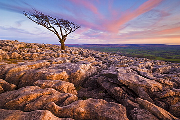 Twisted tree, Twistleton Scar End, Ingleton, Yorkshire Dales National Park, England, United Kingdom