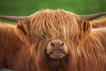 Close-up of the head of a shaggy Highland cow with horns, looking at the camera, Scotland, United Kingdom, Europe