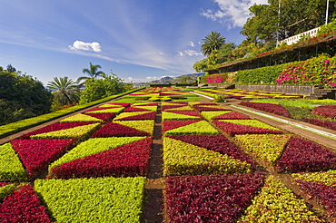 Formal gardens in the Botanical gardens (Jardim Botanico), above Funchal, Madeira, Portugal, Europe